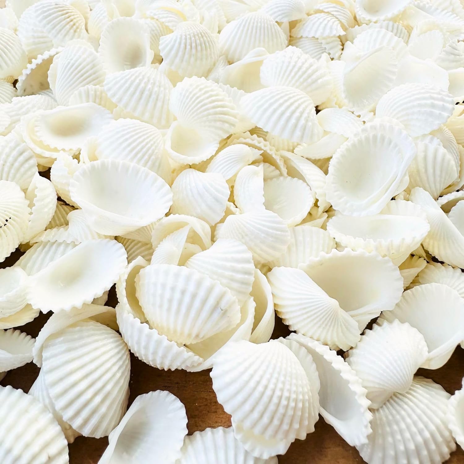 Mini Sea Shells for Aquarium Craft Shale (white, 0.2 kg)
