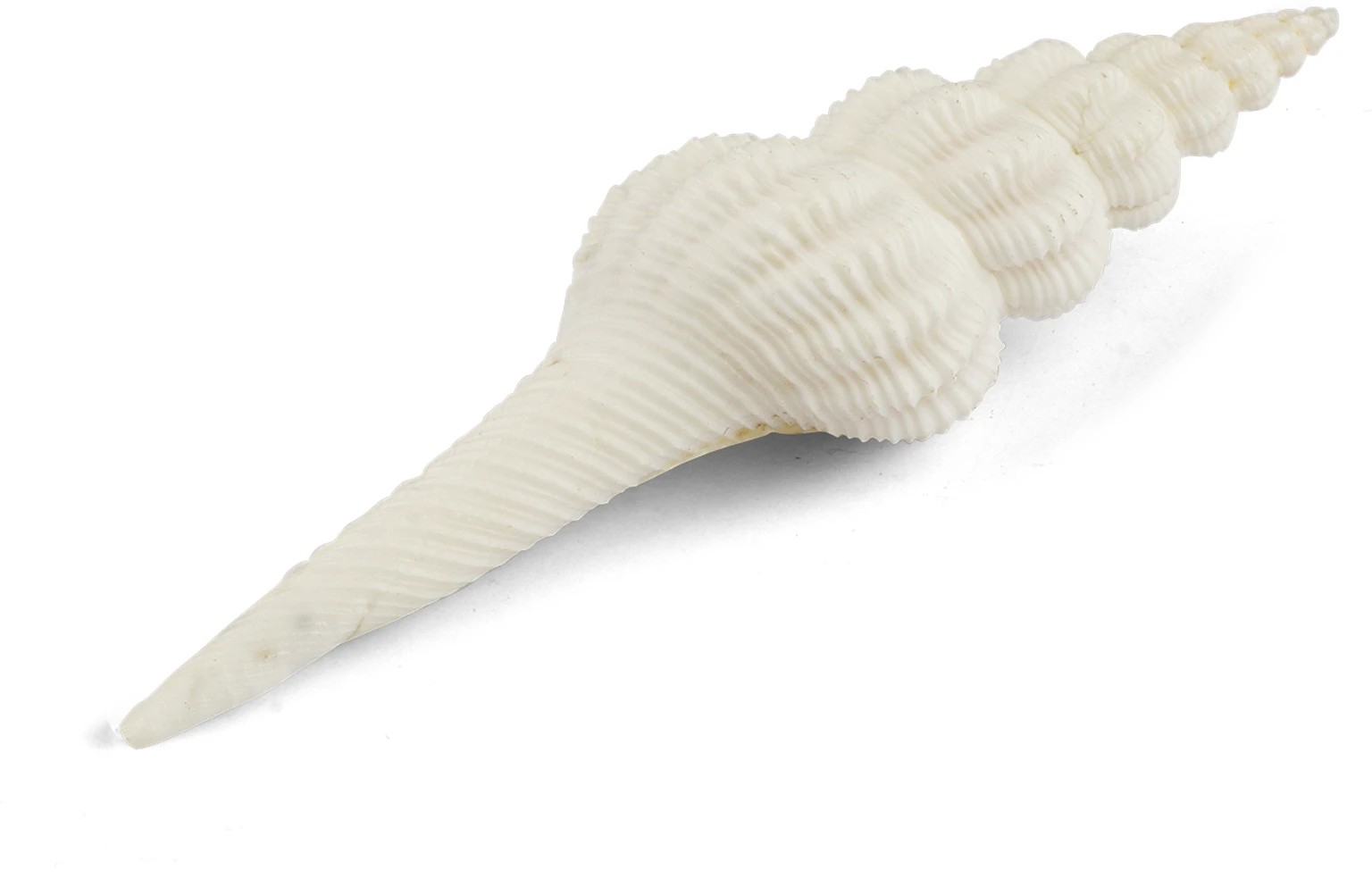 Decorative White Sea Shell Showpiece | Coastal Home Decor Accent | Handmade Look Resin Shell