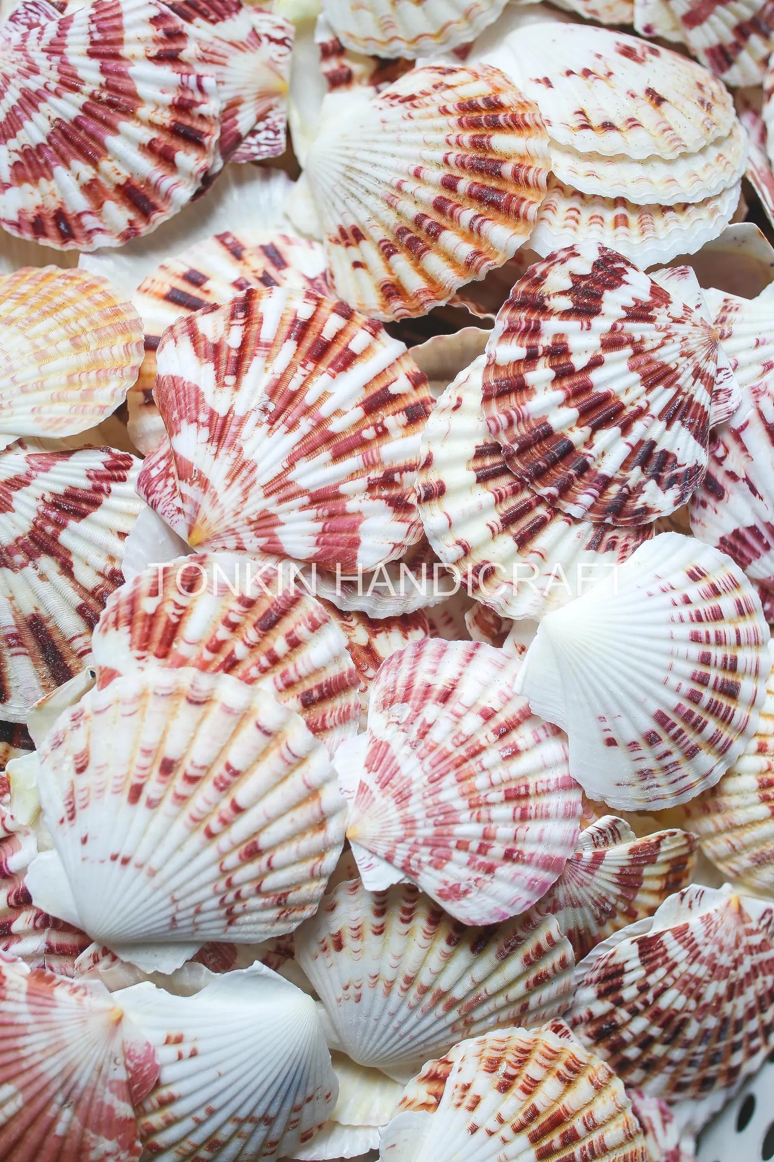 Decorative Scallop Sea Shells for Craft Jewelry Making (Pack of 200 grm)