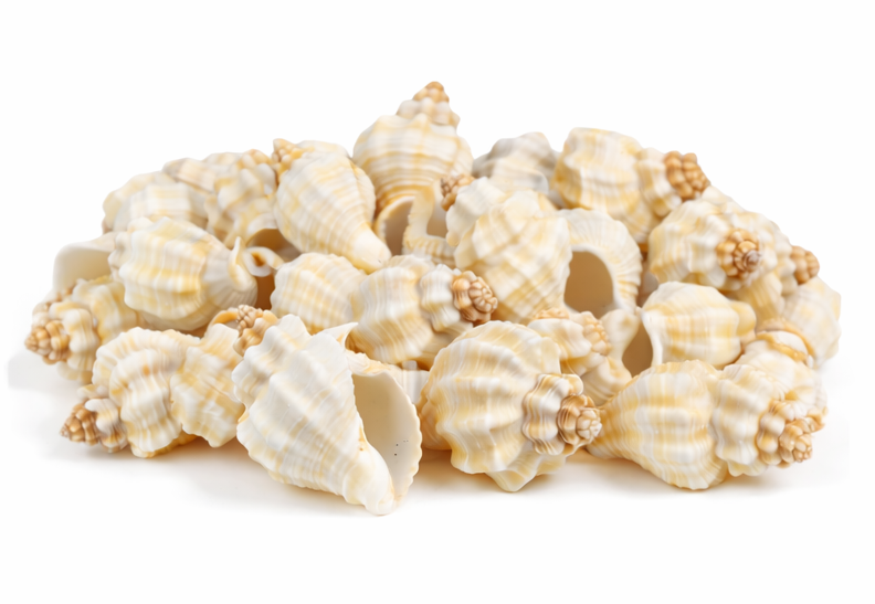 Premium Natural Spiral Sea Shells for Home Decor, DIY Crafts, and Aquariums
