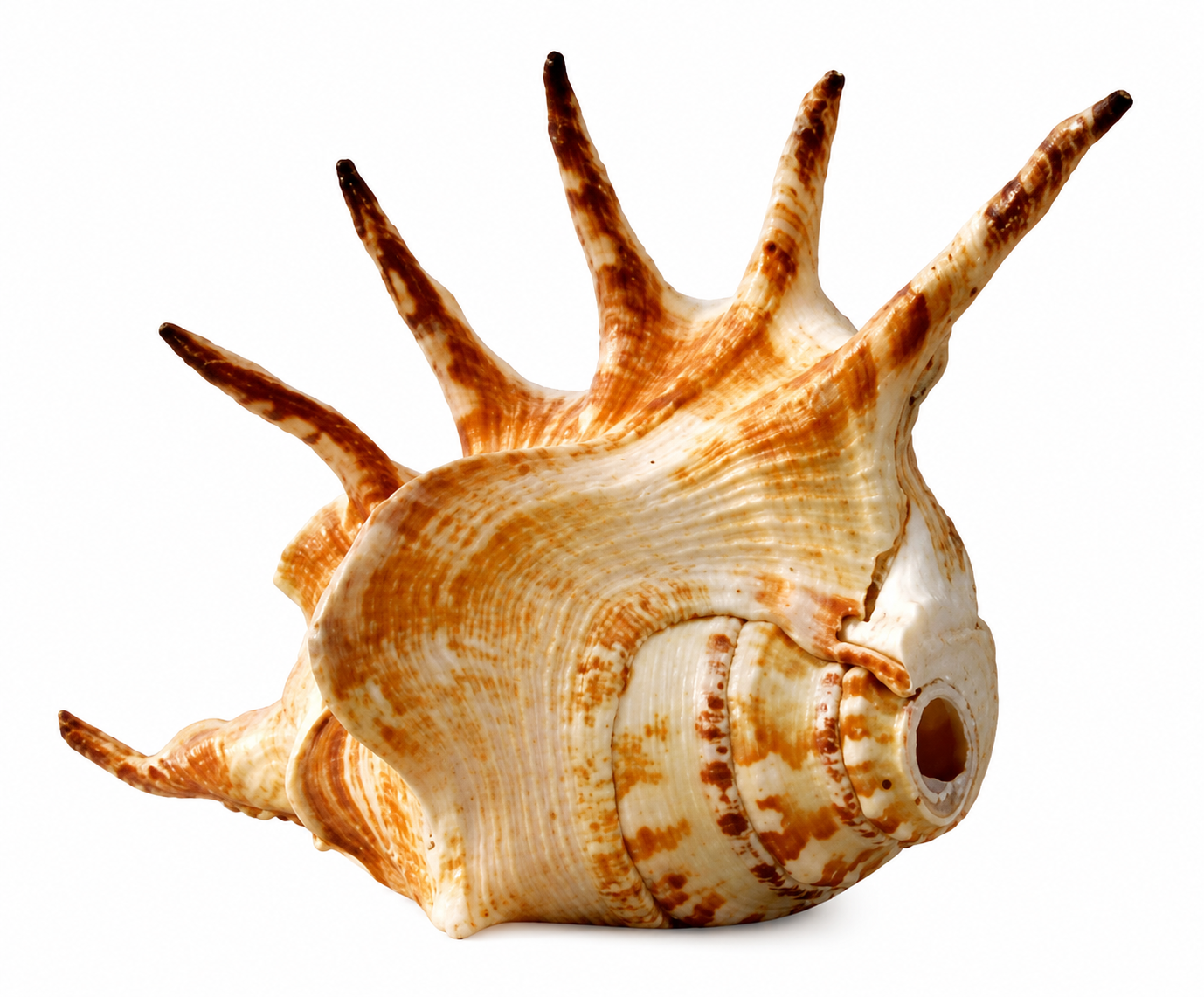 Premium Natural Spider Conch Shell (Lambis Chiragra) - Decorative Sea Shell for Home Decor  Vastu