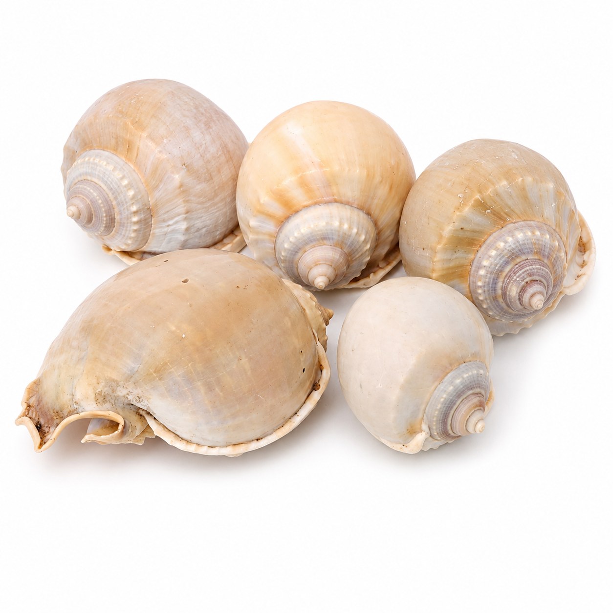 Round Bonnet Shells - Decorative Shells for Aquarium, Vase Filler & DIY Craft