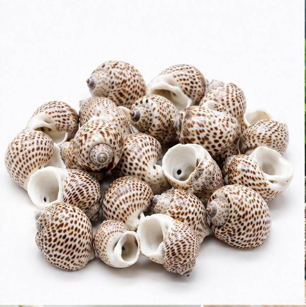 Brown Spotted Conch Shells - Decorative Shells for Aquarium, Vase Filler & DIY Craft