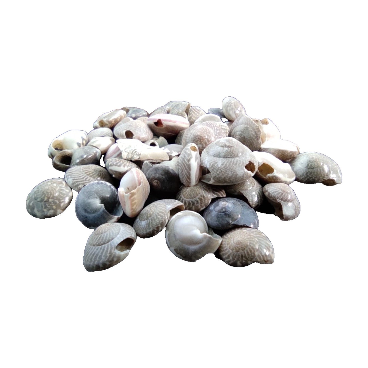 Button Top Shells - Decorative Shells for Aquarium, Vase Filler & DIY Craft