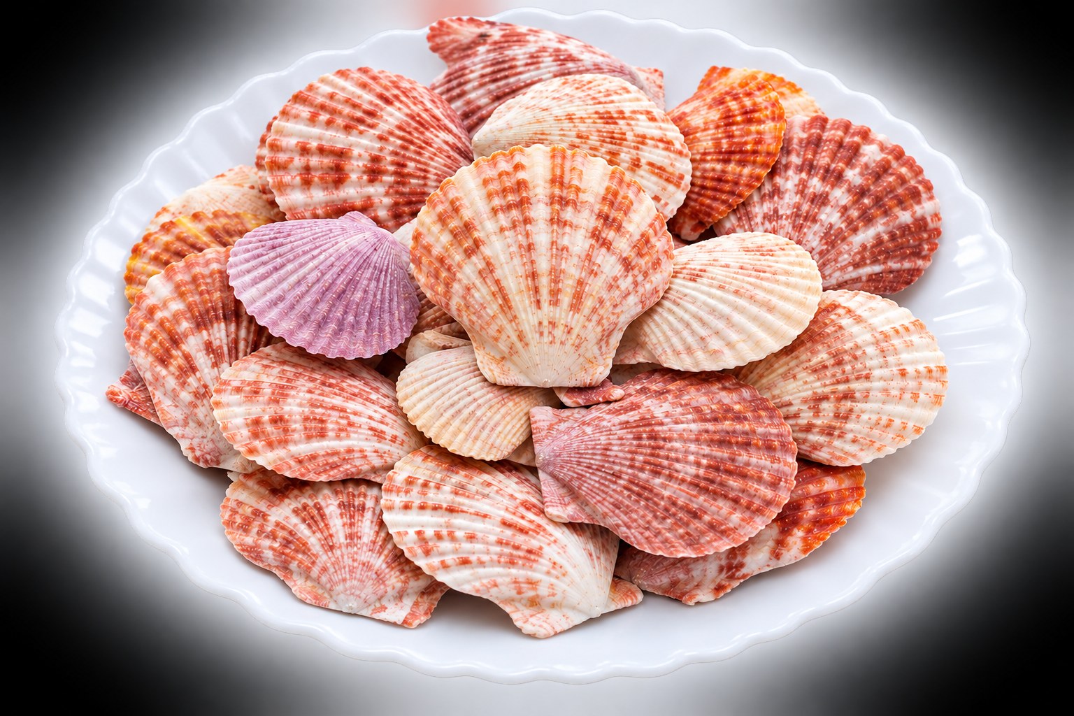 Pink Scallop Shells - Decorative Shells for Aquarium, Vase Filler & DIY Craft