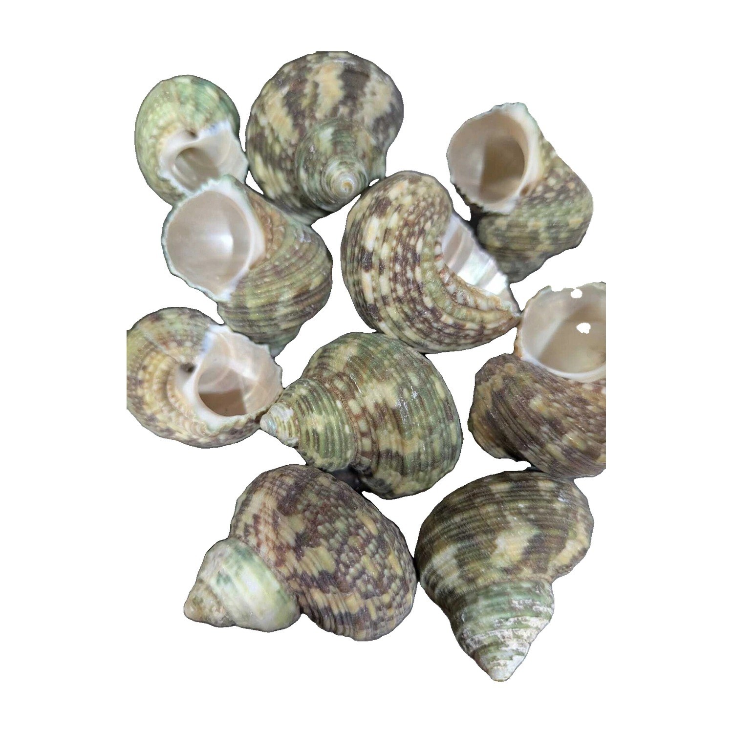 Green Turbo Shells - Decorative Shells for Aquarium, Vase Filler & DIY Craft
