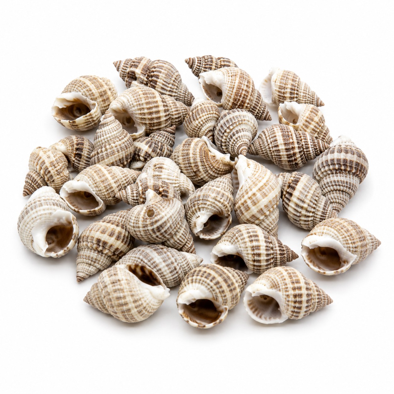 Mini Spindle Shells - Decorative Shells for Aquarium, Vase Filler & DIY Craft