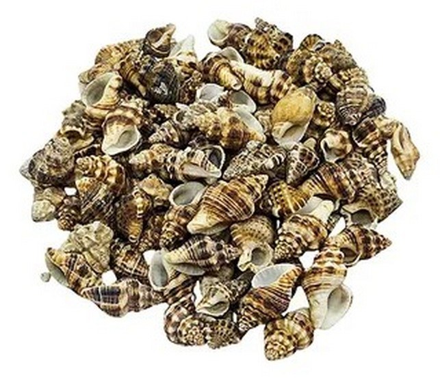 Mini Brown Conch Shells - Decorative Shells for Aquarium, Vase Filler & DIY Craft