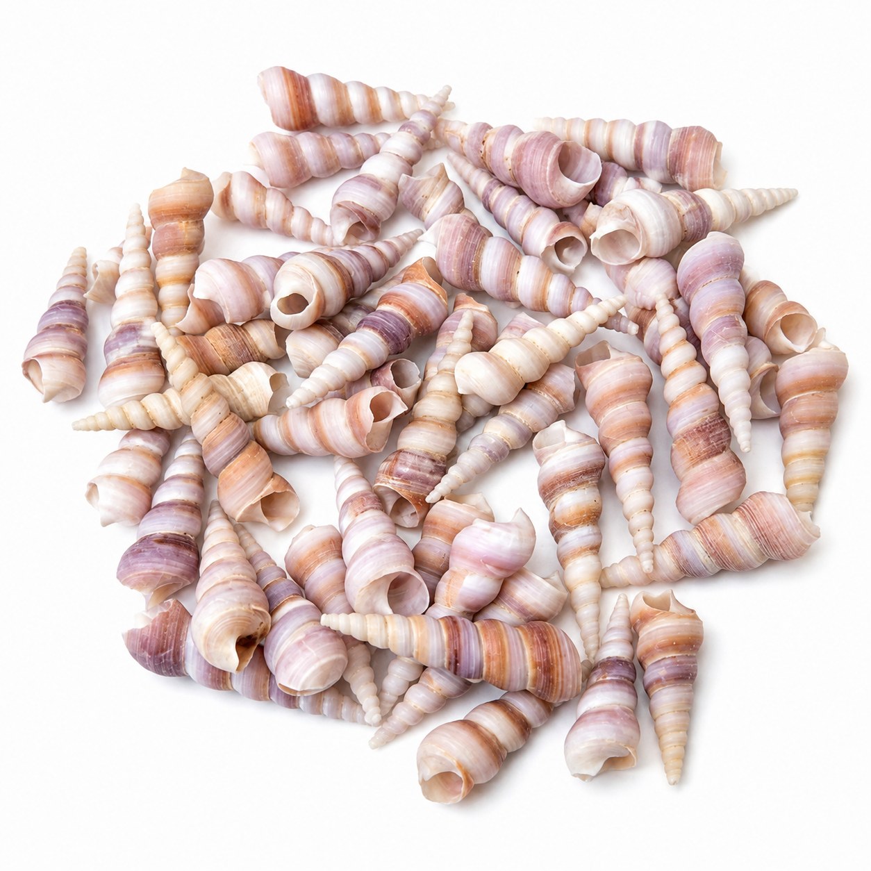 Purple Screw Spiral Shells - Decorative Shells for Aquarium, Vase Filler & DIY Craft