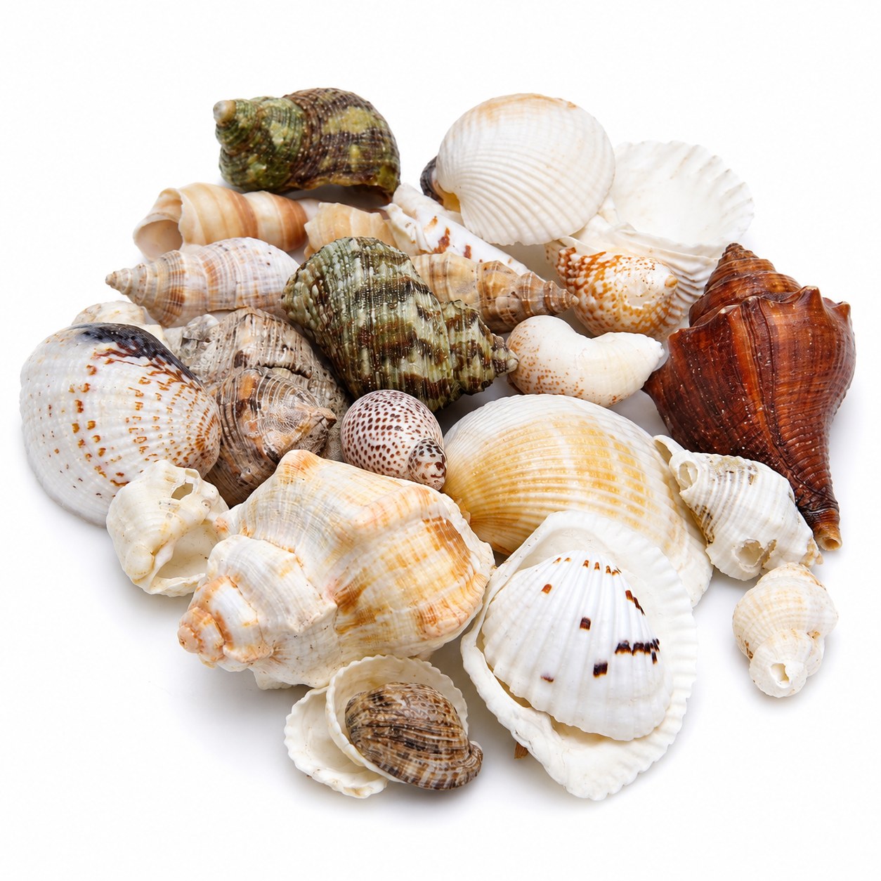 Assorted Mixed Shells - Decorative Shells for Aquarium, Vase Filler & DIY Craft