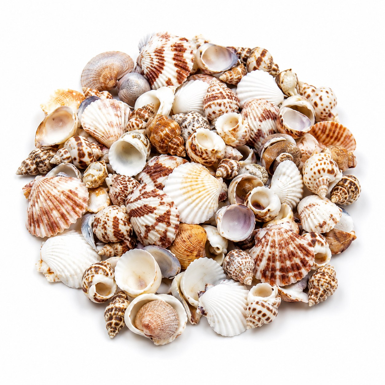 Assorted Small Shells Mix - Decorative Shells for Aquarium, Vase Filler & DIY Craft