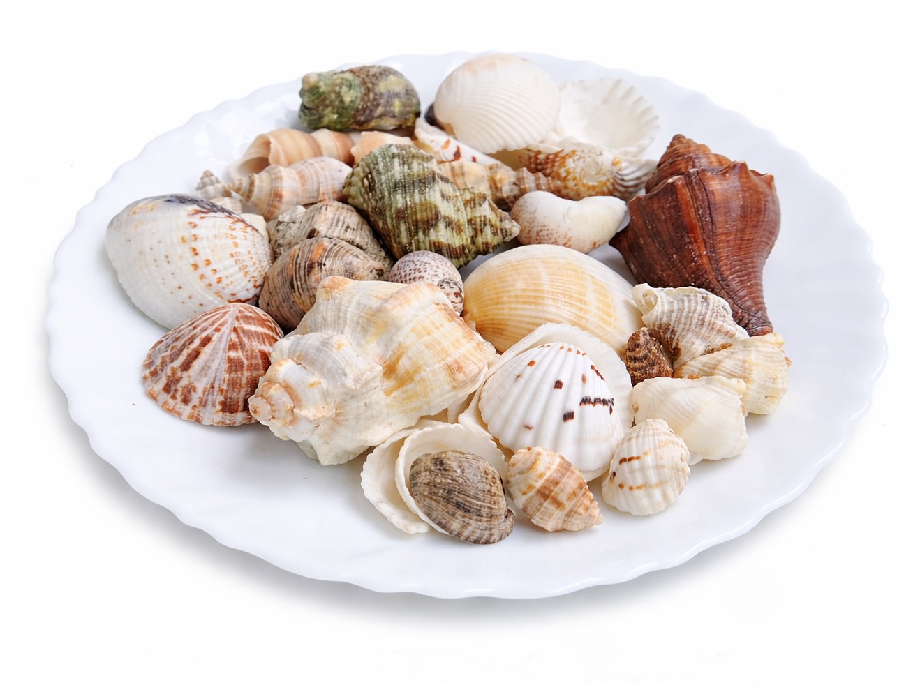 White Assorted Shells - Decorative Shells for Aquarium, Vase Filler & DIY Craft