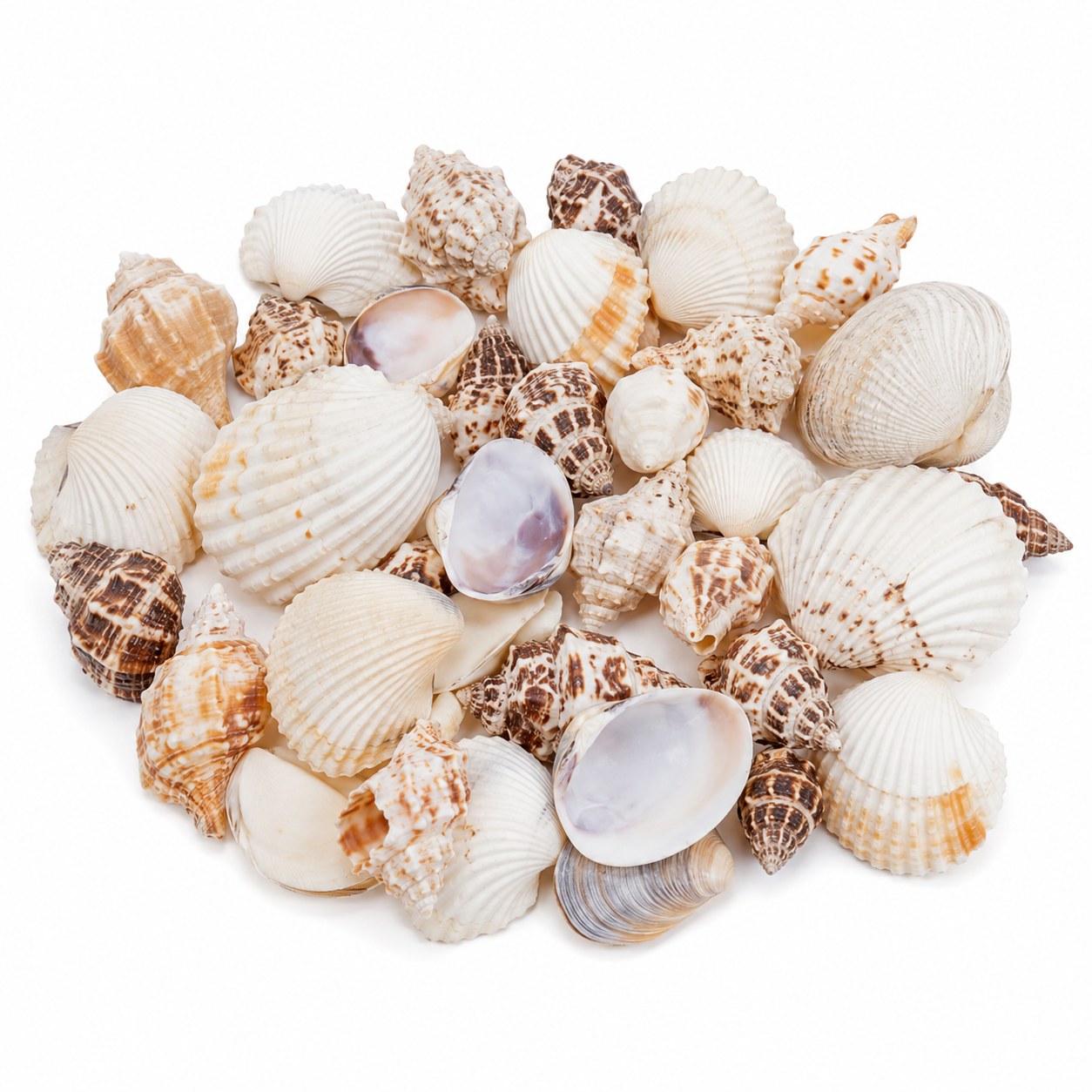 Assorted Conch Shells - Decorative Shells for Aquarium, Vase Filler & DIY Craft