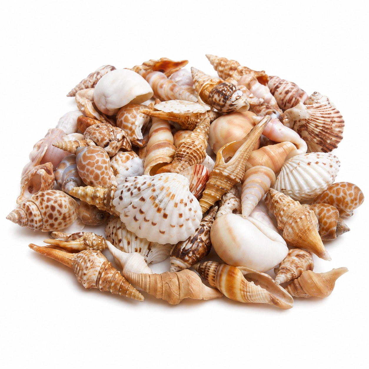 Assorted Craft Shell Mix - Decorative Shells for Aquarium, Vase Filler & DIY Craft
