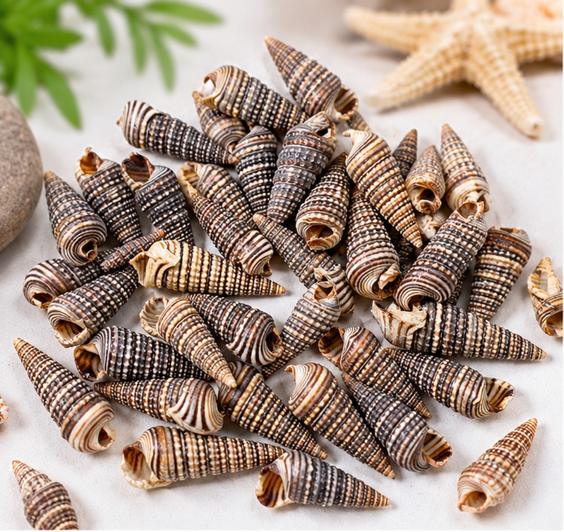Tiny Striped Cone Shells - Decorative Shells for Aquarium, Vase Filler & DIY Craft