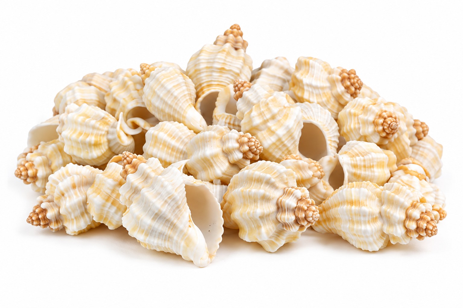 Cream Ribbed Rock Shells - Decorative Shells for Aquarium, Vase Filler & DIY Craft