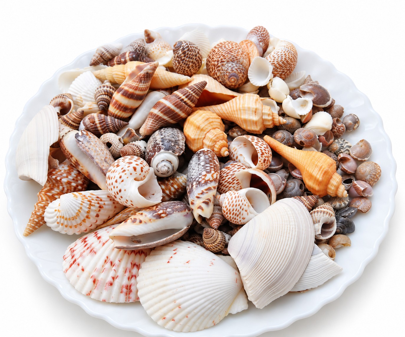 Brown and Cream Shell Mix - Decorative Shells for Aquarium, Vase Filler & DIY Craft