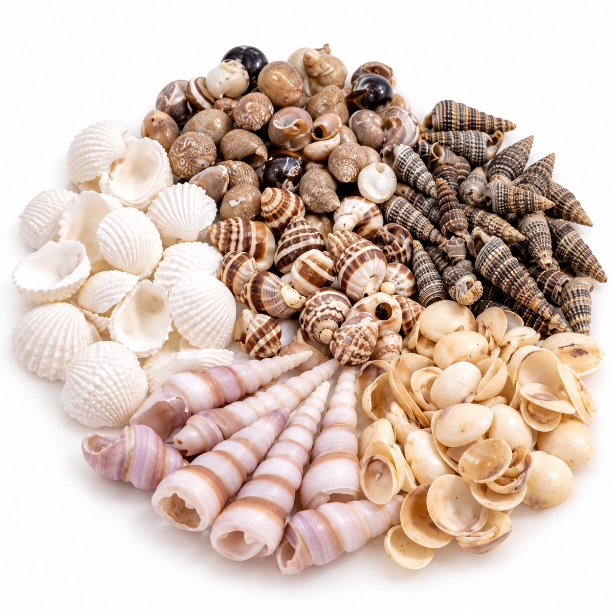 Tiny Resin Art Shell Mix - Decorative Shells for Aquarium, Vase Filler & DIY Craft