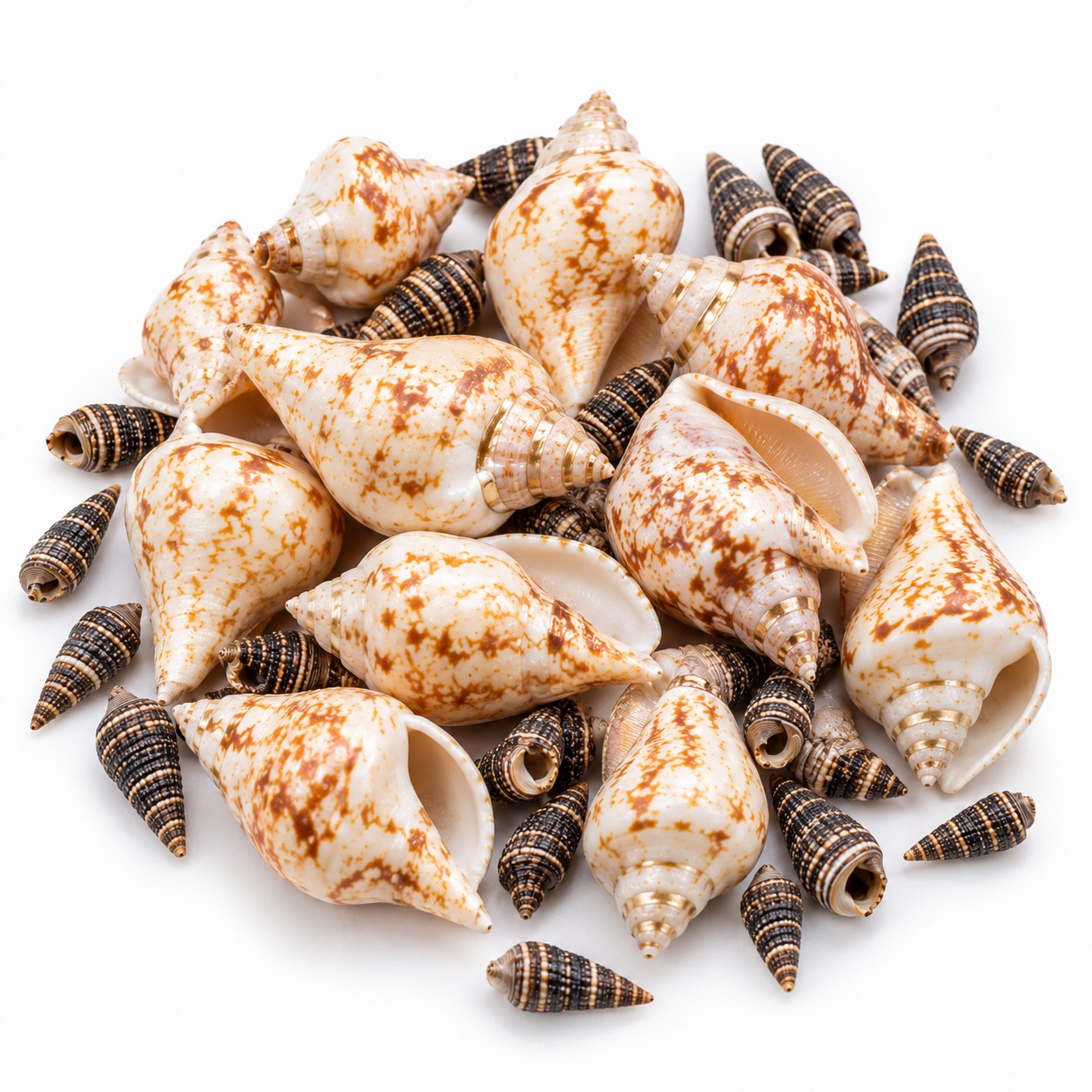 Two-Tone Cone Shell Mix - Decorative Shells for Aquarium, Vase Filler & DIY Craft